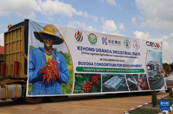 这是11月20日在乌干达卡穆利区举办的首批输华干辣椒启运仪式上拍摄的干辣椒集装箱。新华社发（罗纳德·塞坎迪摄）