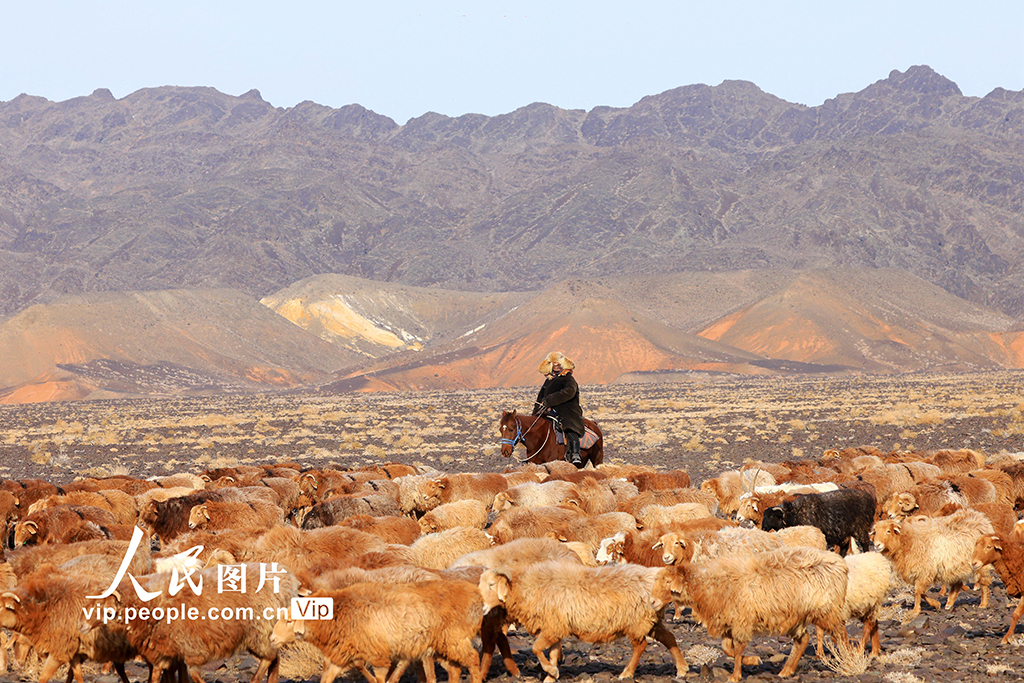 新疆阿勒泰:牧民冬季转场