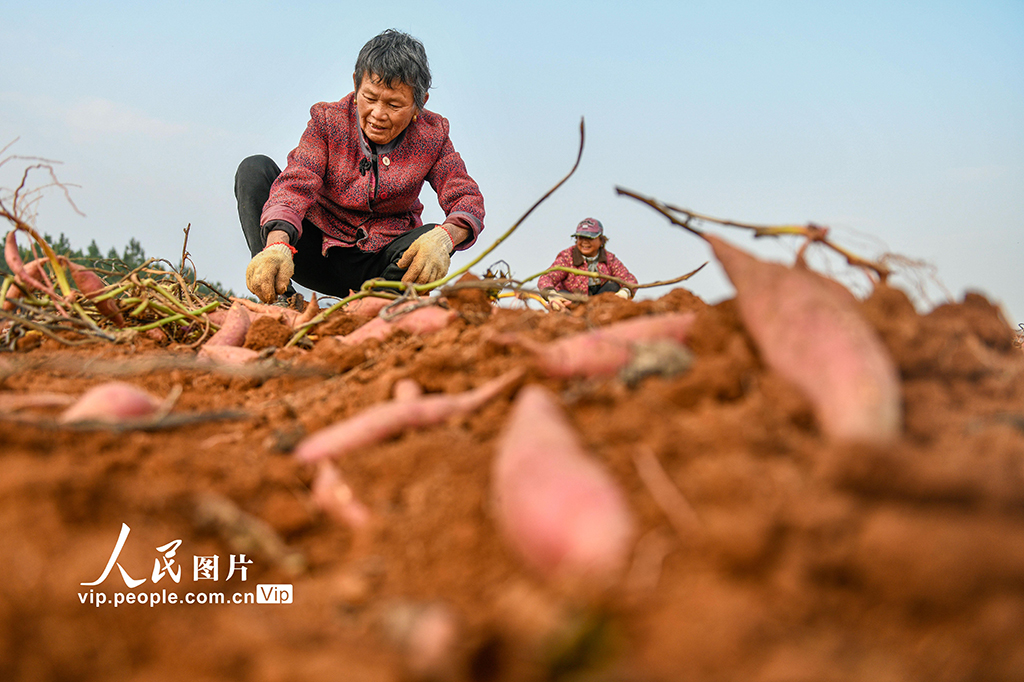 湖南道县:采收红薯