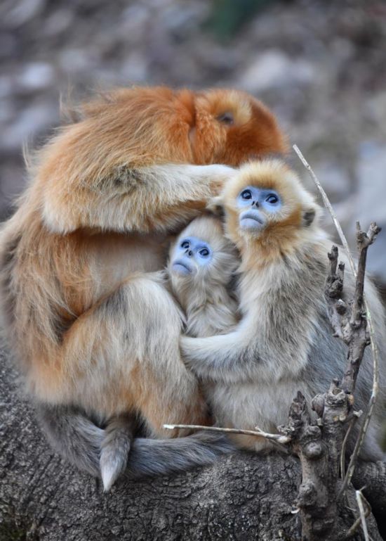 这是12月11日在陕西周至国家级自然保护区玉皇庙金丝猴监测基地拍摄的金丝猴。新华社记者邵瑞 摄